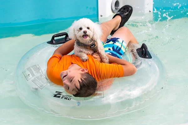 dog3